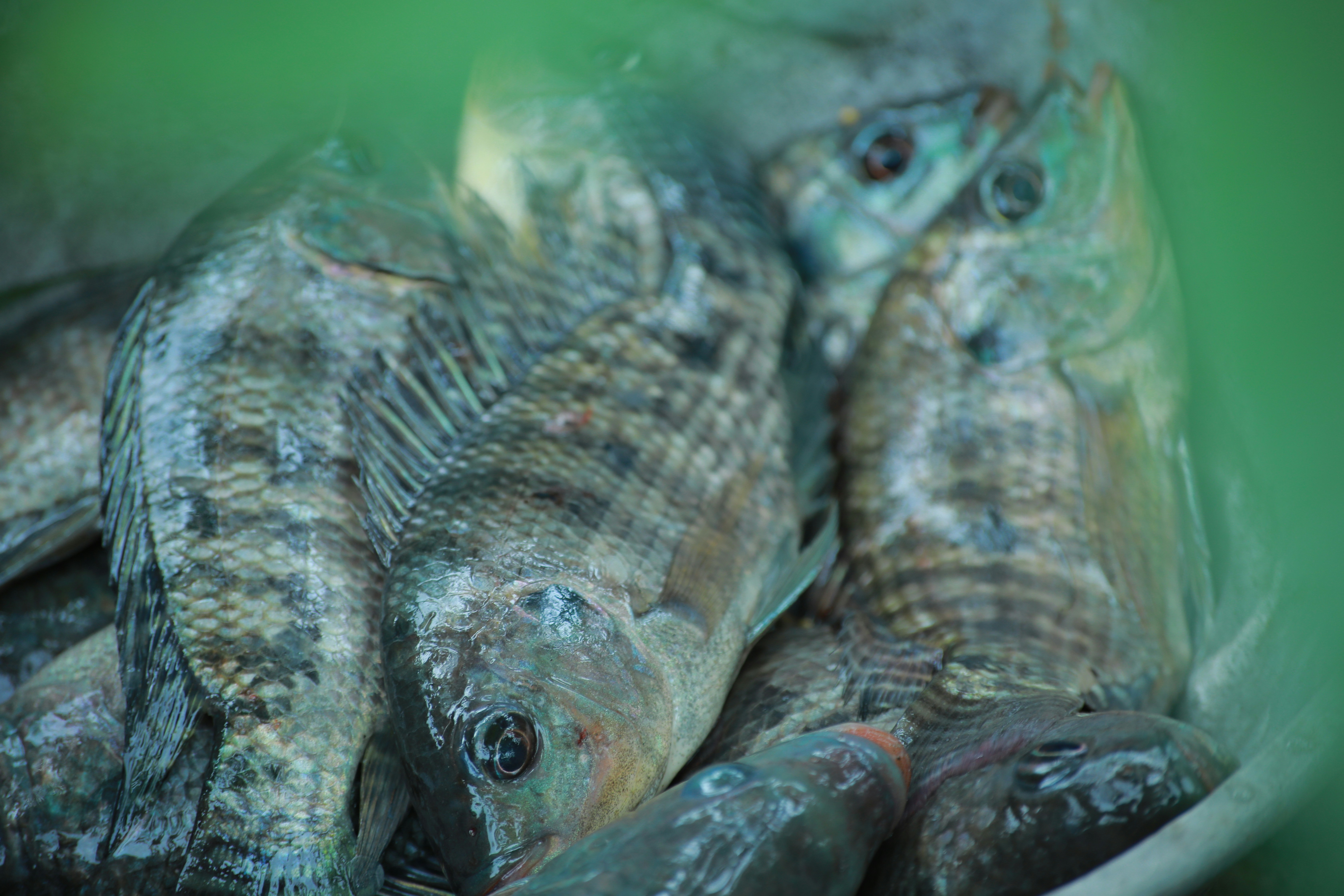 Fresh Fish & Seafood