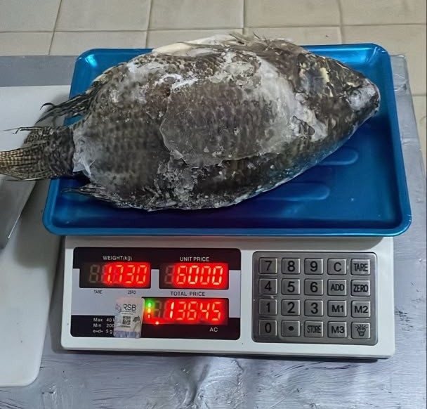 Tilapia(Frozen)